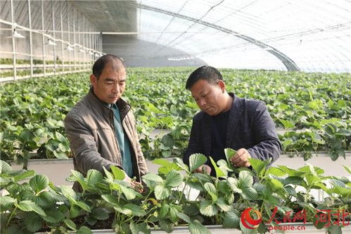 智能温室 无公害栽培 保定市高阳县特色农业高效发展