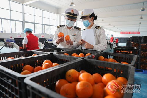 一季度云南外贸进出口总额同比增长59.7 高原特色农产品畅销 一带一路 沿线国家
