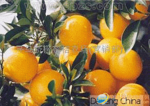 脐橙,桔子 批发价格 厂家 图片 食品招商网