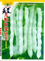 架豆种子 超九粒白架豆王– 菜豆种子分类 临沂阳都蔬菜种苗